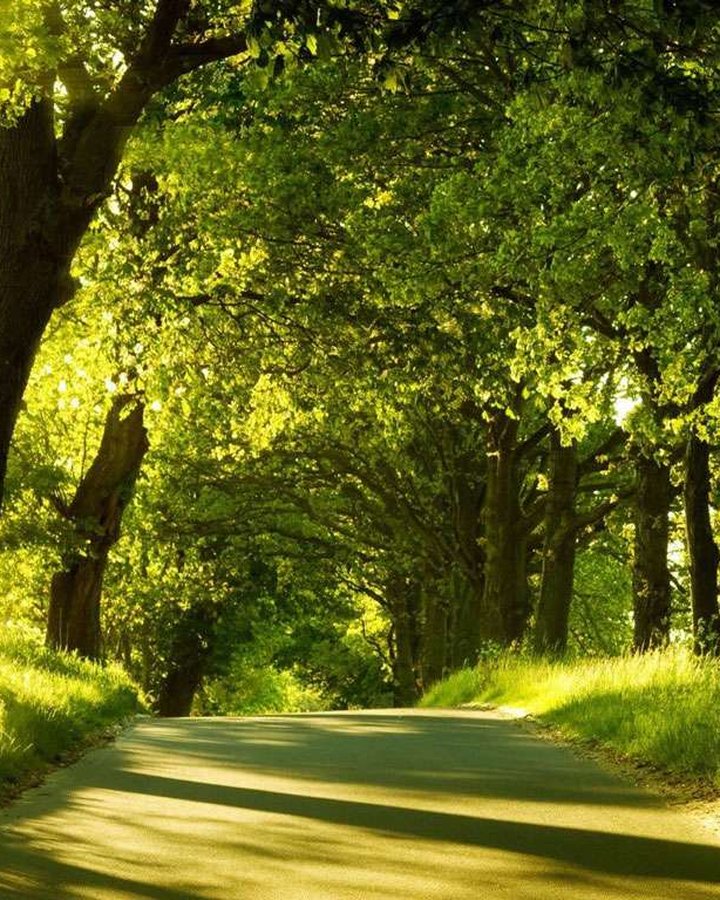 A quiet, tree-lined path